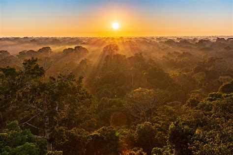  Sonnenaufgang über dem Amazonas - Ein farbenprächtiges Kaleidoskop des Lebens und der Transformation!